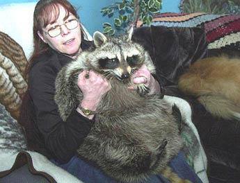 Bandit the world's fattest raccooon