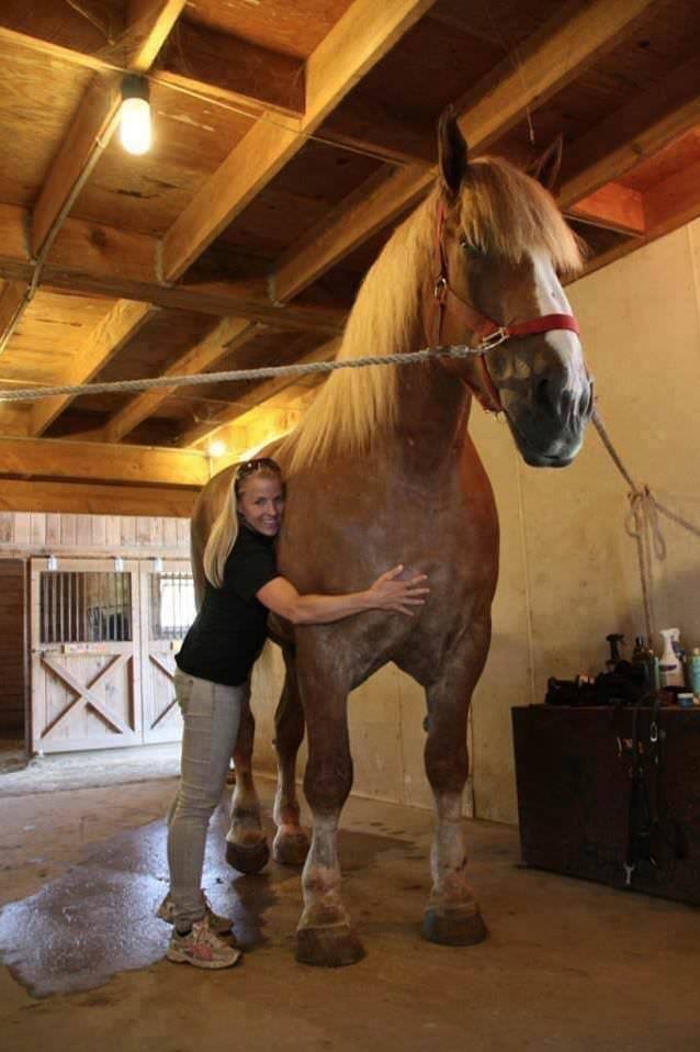 Big Jake the world's tallest horse