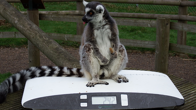 The V-25 helps identify animal dietary issues at Banham Zoo
