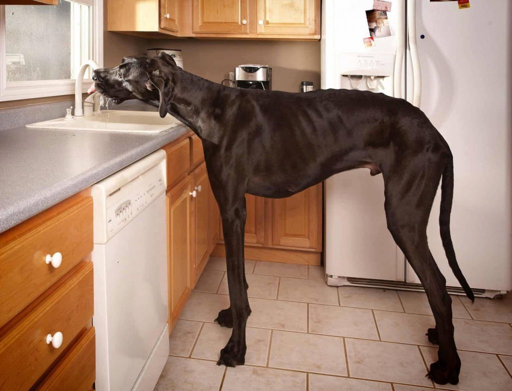 Zeus the world's tallest canine