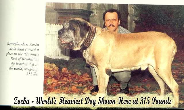Zorba the world's heaviest dog